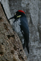 Acorn Woodpecker - near 5 Oaks, Helvetia