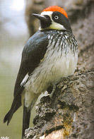 Acorn Woodpecker / Species of Concern