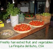 Freshly-harvested fruit and vegetables