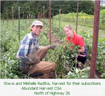 Steve and Mishelle Radtke harvest for their subscribers / Abundant Harvest CSA