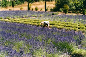Lavender fields