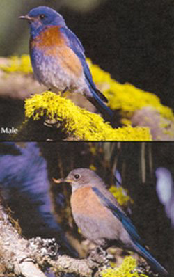 Western Bluebird Strategy Species (ODFW)