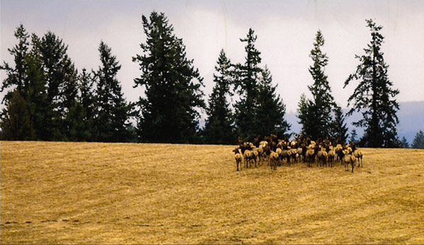 Elk herd in open field - Coast Range in the distance / Photo taken near NW Helvetia Road, Hillsboro