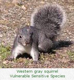 Western gray squirrel / Vulnerable Sensitive Species