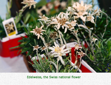 Edelweiss, the Swiss national flower