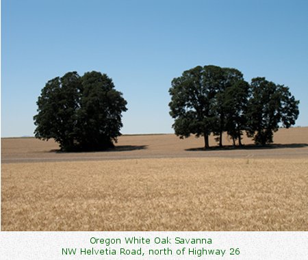 Oregon White Oak Savanna / NW Helvetia Road, north of Highway 26