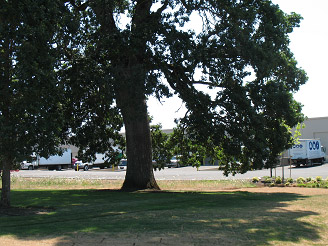 Historic Five Oaks now surrounded by an industrial park in UGB north of Highway 26