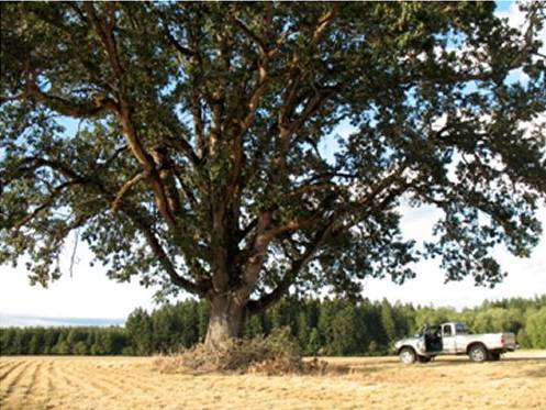 Oregon white oak estimated to be over 500 years old. / North of Highway 26