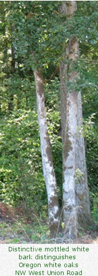 Distinctive mottled white bark distinguishes Oregon white oaks / NW West Union Road