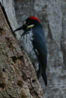 Acorn Woodpecker - near 5 Oaks, Helvetia