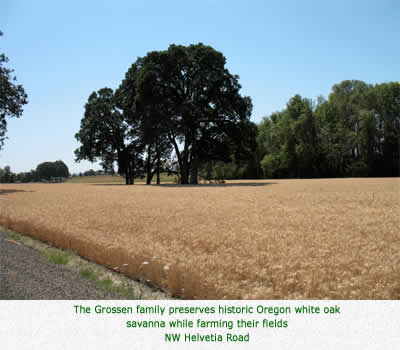 The Grossen family preserves historic Oregon white oak