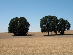 Oregon white oak savanna / NW Helvetia Road