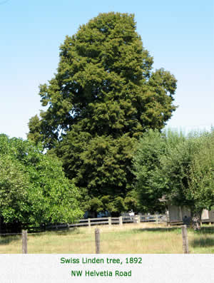 Swiss Linden tree, 1892